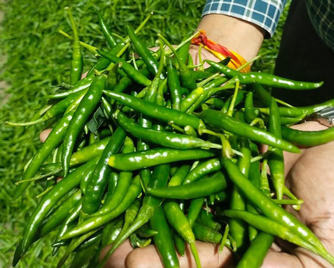 Chilli G4