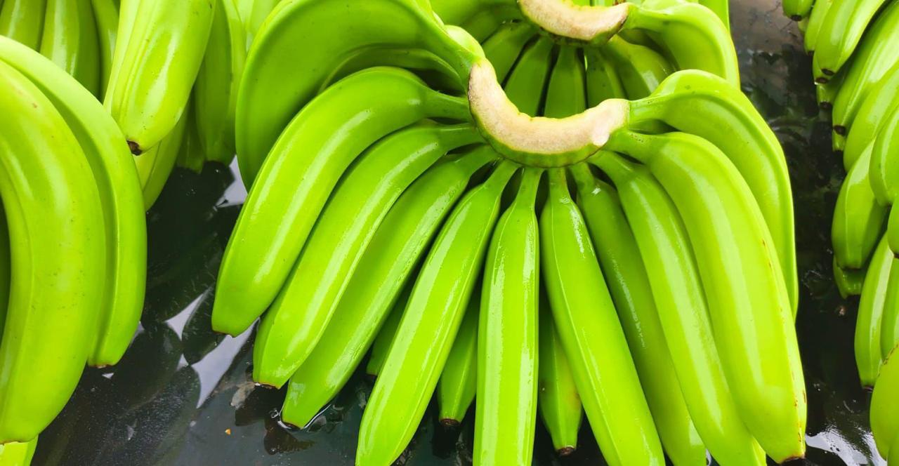 Indian Banana