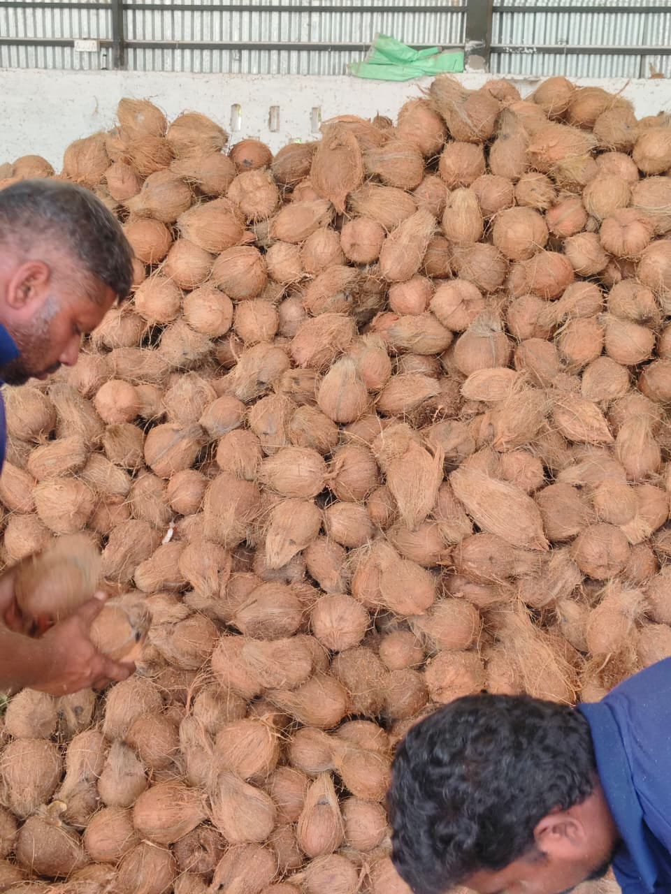 Indian Coconut