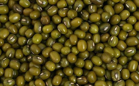 Green Lentils Export