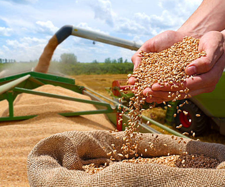 Processed Grain Products